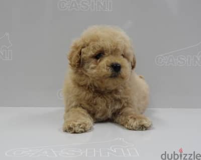 toy Poodle Apricot Imported