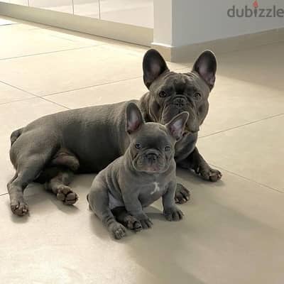 French Bulldog Blue Grey Puppy
