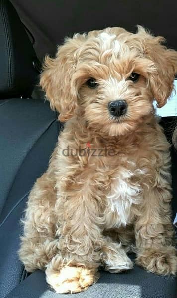 toy labradoodle Cutenesss