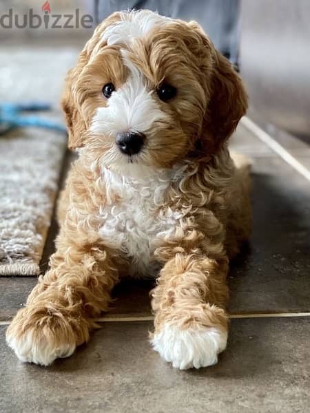 parti labradoodle mini ADORABLE puppies 0