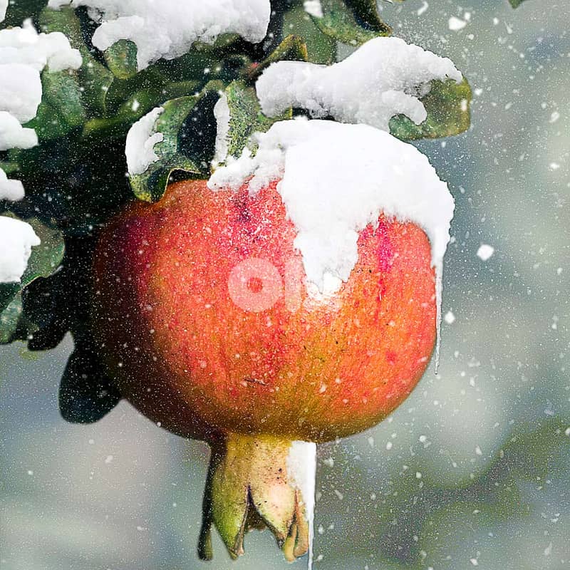 Spanish Pomegranate شجر الرمان الإسباني الفاخر 0