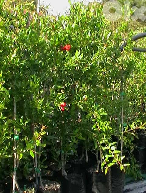Spanish Pomegranate شجر الرمان الإسباني الفاخر 1