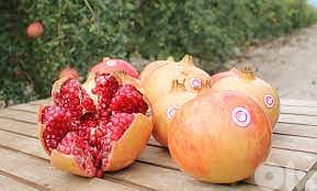 Spanish Pomegranate شجر الرمان الإسباني الفاخر 2