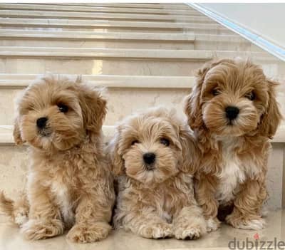 Mini labradoodle imported puppy