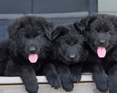 royal black German shepherd