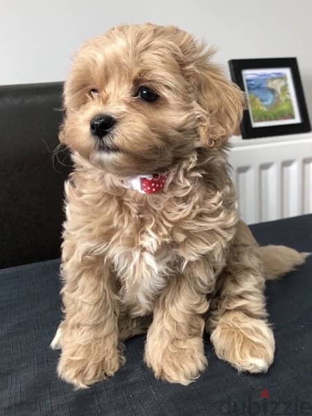 Maltipoo Imported puppies 0