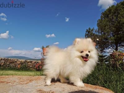 imported Pomeranian Fox white Puppy dog delivery