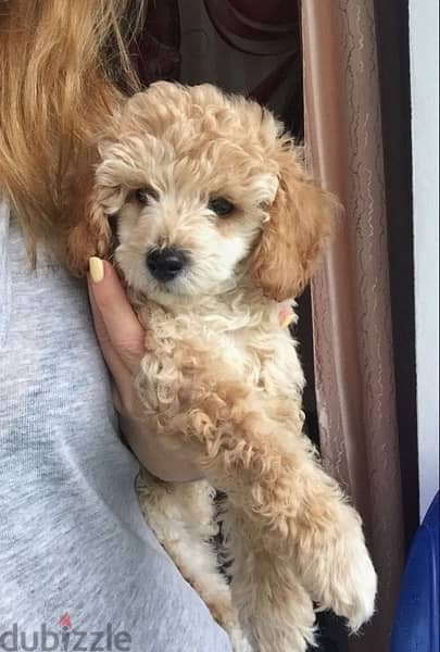 Labradoodle Imported Mini 0