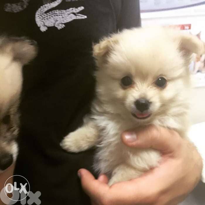 Loulou Spitz Beige mini كلاب 0