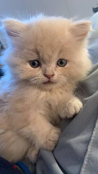 Persian Gold Kitten