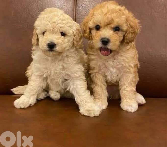Maltipoo Puppy Small 0