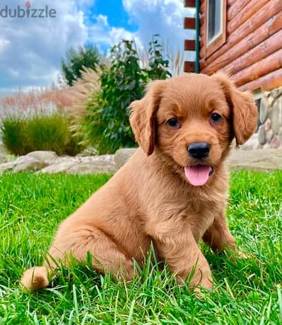 golden retriever puppy