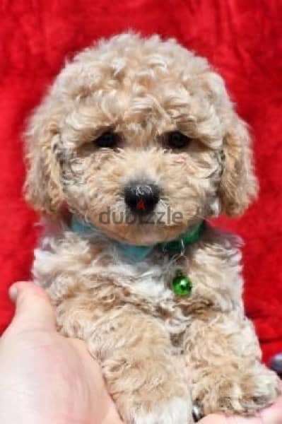 Mini Goldendoodle Imported puppies