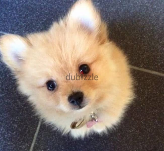 pomeranian Spitz Puppy 0