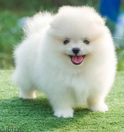 Imported Pomeranian Puppy teacup