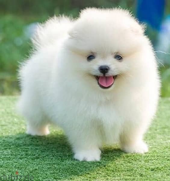 Imported Pomeranian Puppy teacup 0