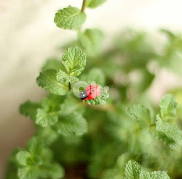 10 pieces set red wood coccinelle home and garden decoration 2