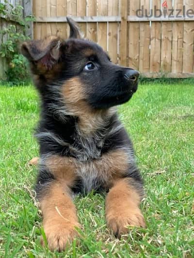 German shepherd Puppies